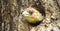 Crested barbet at its hollowed out nest