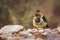 Crested Barbet in Kruger National park, South Africa