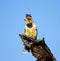 Crested Barbet sitting on a stump