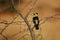 Crested Barbet (Trachyphonus vaillantii)