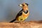 Crested barbet on tree branch