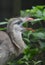 Crested Bird Known as the Red Legged Seriema