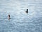 Crested Bird on the Lake