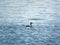 Crested Bird on the Lake