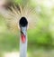 Crested bird. portrait