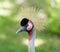 Crested bird. portrait