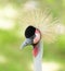 Crested bird. portrait