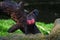 Crested Black Macaque (Macaca nigra)