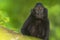 Crested black macaque monkey while looking at you in the forest