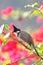 Crested Bulbul