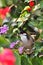 Crested Bulbul tasting the flowers