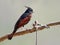 Crested bunting