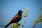 The crested bunting. Bird close up on tree branch