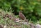 Crested bunting female