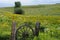 Crested Butte -- Flower Garden