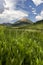 Crested Butte Wildflowers growing on a mountainside