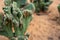 Crested cactus on dry sand soil. Unusual shaped cacti perspective photo. Flower shop banner template with text place
