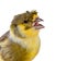 Crested canary bird