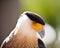 Crested Caracara