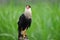 Crested Caracara