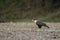 Crested Caracara - Caracara cheriway