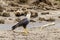 Crested Caracara (Caracara plancus), taken in Costa Rica