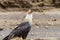 Crested Caracara (Caracara plancus), taken in Costa Rica