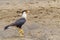 Crested Caracara (Caracara plancus), taken in Costa Rica