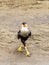 Crested Caracara (Caracara plancus), taken in Costa Rica