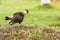 Crested Caracara (Caracara plancus), taken in Costa Rica