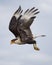 Crested Caracara In Flight