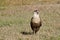 Crested Caracara, Florida