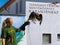 Crested caracara on hand of a trainer in a bird show