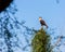 Crested Caracara perched on dead tree in Choke Canyon State Park.