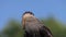 Crested Caracara, polyborus plancus, Portrait of Adult looking around,