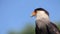 Crested Caracara, polyborus plancus, Portrait of Adult looking around,