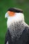 Crested Caracara portrait