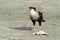 Crested Caracara Scavenging a Fish - Florida