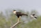 Crested Caracara in Southern Texas USA