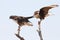 Crested Caracara Tugging on the Wing of a White-tailed Hawk
