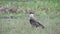 crested Caracara walking around on a meadow