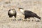 Crested Caracaras feeding on carrion- Texas