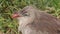 Crested Cariama bird, close up head portret