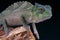 Crested chameleon / Trioceros cristatus