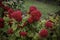 crested cockscomb celosia cristata cockscomb flower isolated on plain background flower garden