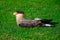 Crested or common Caracara Plancus Carancho