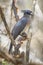 Crested Coua - Coua cristata