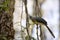 Crested coua, Coua cristata, is beautifully colored bird, reserve Tsingy Ankarana, Madagascar