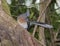 Crested Coua perched on the tree