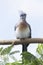 Crested Coua perched on the tree branch